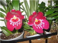 6f1d49b9-Marica auto 727.jpg